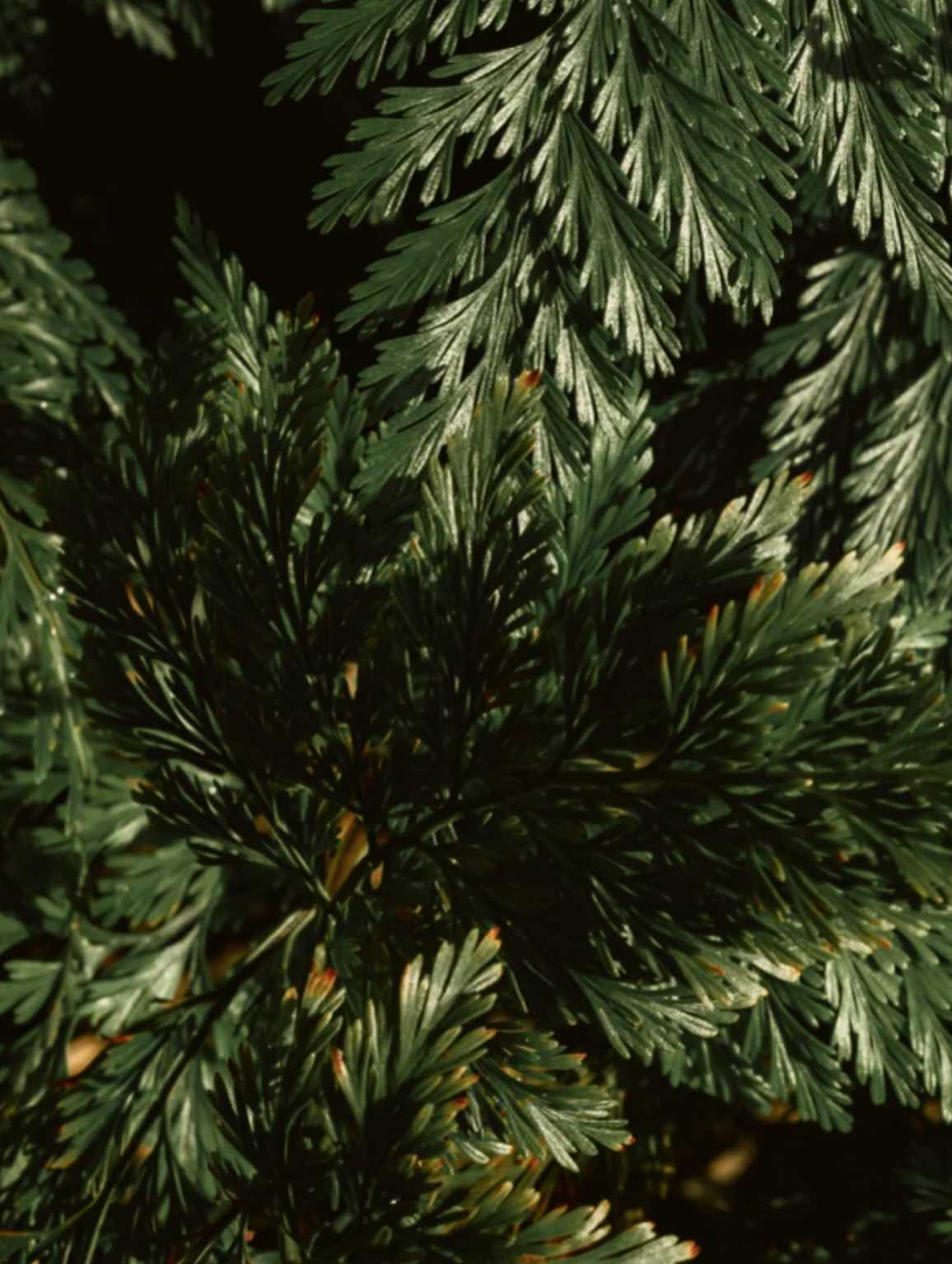 Gloss Shampoo, Smoky Green Vetiver