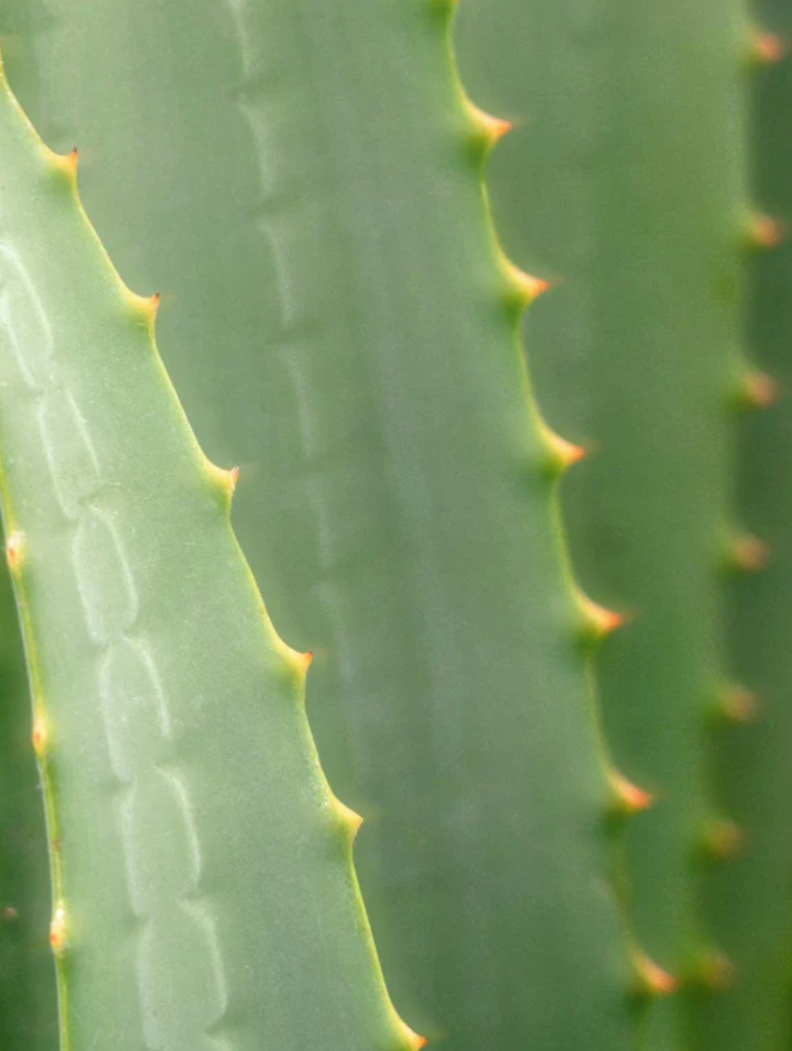 Soothing After-Sun Lotion